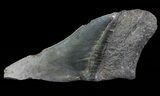 Fossil Megalodon Tooth Paper Weight #66209-1